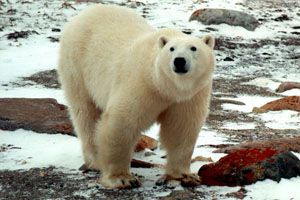 polar.jpg (23243 bytes)